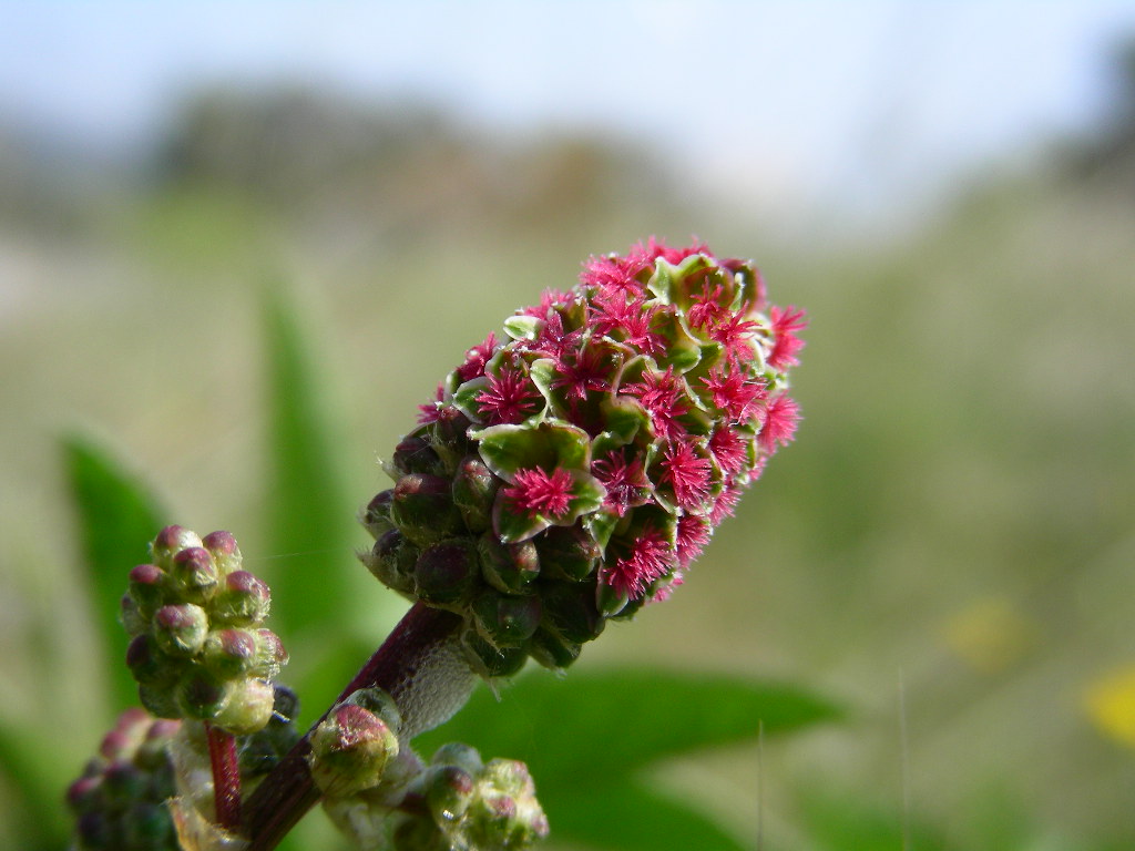 Sanguisorba minor